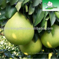 Vendemos Pomelo fresco de Jining Brother